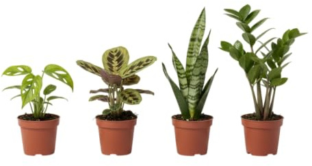 Pack DECOALIVE Armonía Verde: Monstera Obliqua, Sansevieria, Maranta y Zamioculcas Plantas Naturales que Llenan tu Hogar de Vida