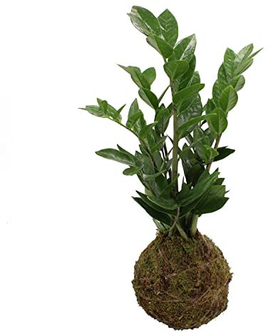 KENTIS - Kokedama Zamioculcas Zamiifolia - Piante Vere da Appartamento - Pianta Purifica Aria da Interni - H 25-35 cm