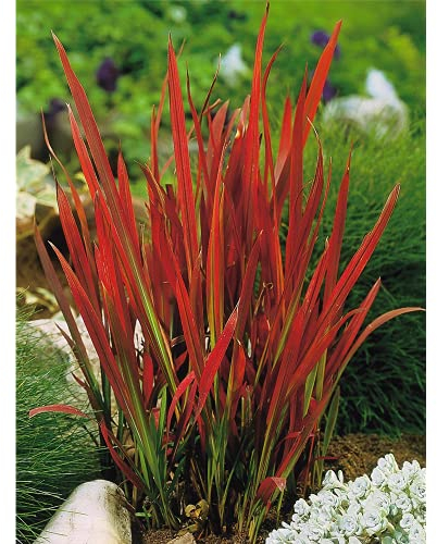 Japanisches Blutgras 'Red Baron' - Imperata cylindrica 'Red Baron', im Topf 12 cm, winterhart - 12 cm