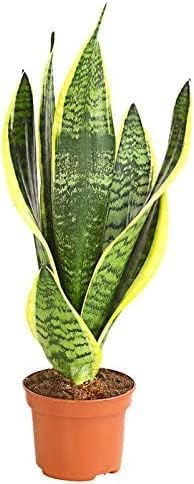 Respira aire fresco con la lengua de la suegra: La purificadora natural que mejora la calidad de vida en tu hogar. Planta Natural de Fácil de Mantener en maceta de 8,5cm
