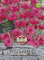 Sperli 85797 aciano Lola roja (semillas de aciano)