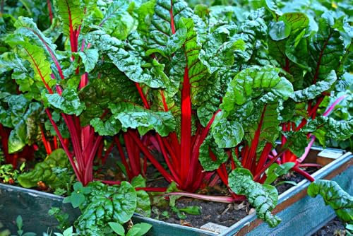Vegetable Seeds for Planting UK, Variety Pack Varieties of Veg, Herb Grow Your Own. Easy to Grow Indoor, Outdoor Non-GMO (Swiss Chard red 150 Seeds)