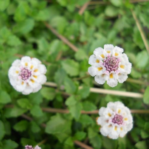 Semi di Phyla nodiflora, giardino di Semi da tappeto, da giardino roccioso resistenti vecchie varietà prodotti sostenibili resistenti 120pcs