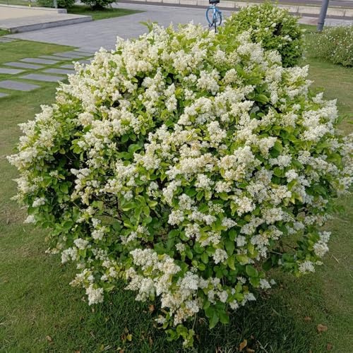 semi di ligustro, resistenti all'esterno siepe ligustro verdi, decorazione del giardino esterno da giardino resistenti perenni 125pcs