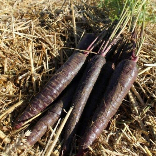 Kings Seeds Graines de carotte Purple Sun F1-300