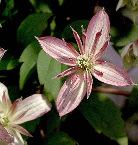 Berg Waldrebe Majorie 40-60cm - Clematis montana - lebende Gartenpflanze aus den Baumschulen