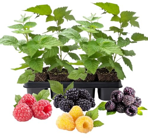 Set 4 Raspberry Plants Live 5 to 8 Inch Tall, Raspberry Bush Live Plants, Sweet Raspberries Fruit Seedlings (Mixed Raspberry)