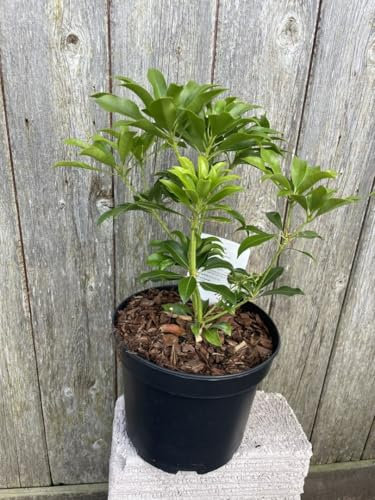 Pieris Japonica 'Valley Valentine' - Compact Evergreen Shrub with Rosy-Pink Winter Flowers - Ideal for UK Acidic Soil Gardens - 2L Pot
