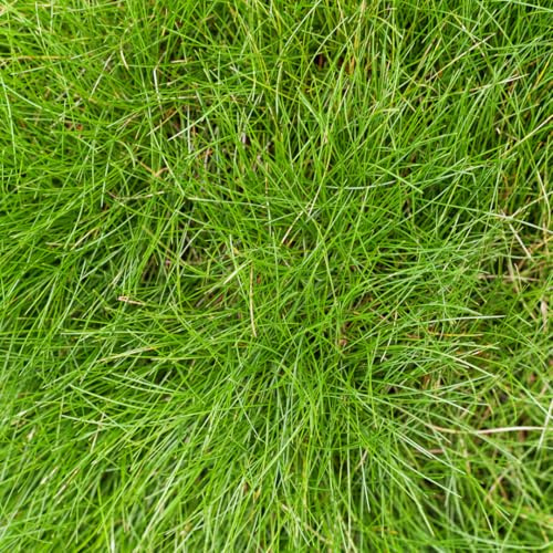 Festuca gautieri - Festuca gautieri - 24 plantas - diámetro 9 cm - altura 10-25 cm - hierba ornamental perenne - Fácil de limpiar y compatible con la sequía para arriates y rocas