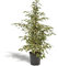 La Green Touch Ficus benjamina Crepúsculo - Planta de interior (95 cm, altura 95 cm)
