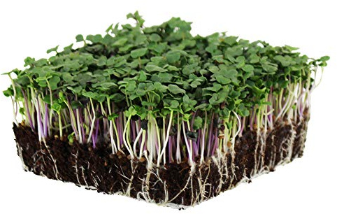 Spicy Micro Salad Mix Microgreens Seeds: 1 Lb - Non-GMO Seed Blend: Broccoli, Kale, Mustard, Cabbage, Arugula, More