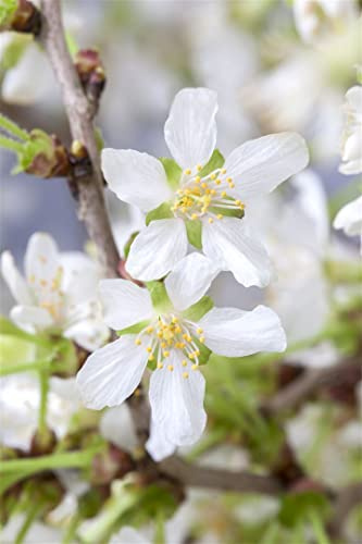 Prunus incisa 'Kojou-no-mai' 30-40 cm – Winterhart, Mehrjährig, Pflegeleicht – Zierkirsche – Kübelpflanze für Terrasse & Garten