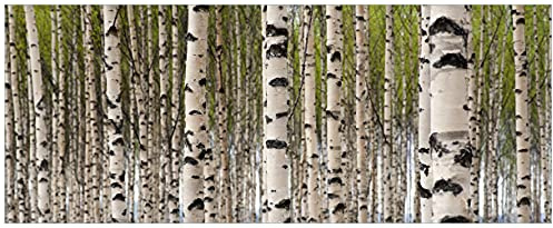 Wallario selbstklebendes Poster - Birkenwald - Baumstämme in schwarz weiß, Aufkleber in Premiumqualität, Klebefolie Größe: 80 x 200 cm XXL-Poster