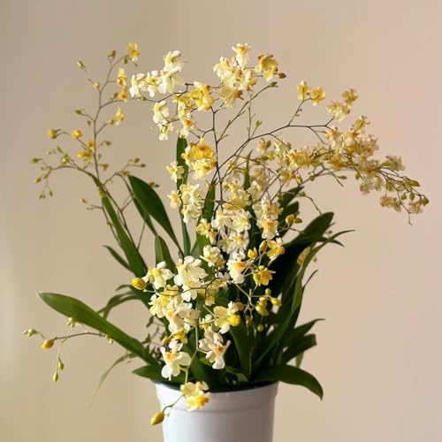 Semi di orchidea Oncidium - Oncidium hybridum - vecchie varietà da giardino roccioso giardino di semi di decorazione del soggiorno serre 550pcs