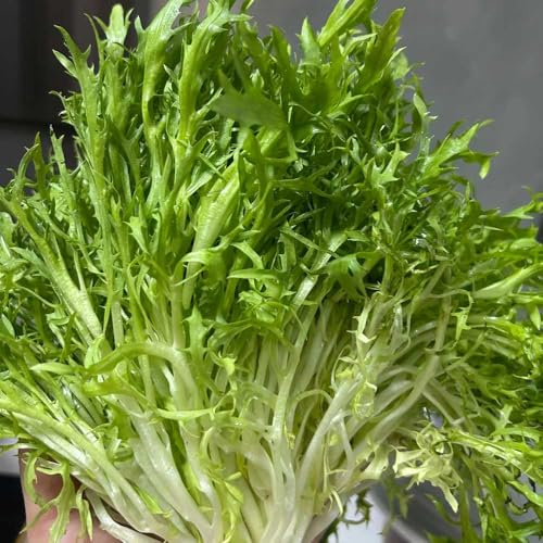 semillas de endibia Comprar de hortalizas invierno Camas elevadas el jardín resistentes en macetas semillas hortalizas camas elevadas Cultivo 400semillas