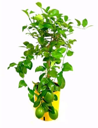 Garden Center Shop | Limonero Meyer M21 (80-100 cm) | Árbol Cítrico Frutal y Ornamental | Frutos Dulces y Floración Perfumada | Ideal Jardín, Terraza o Invernadero