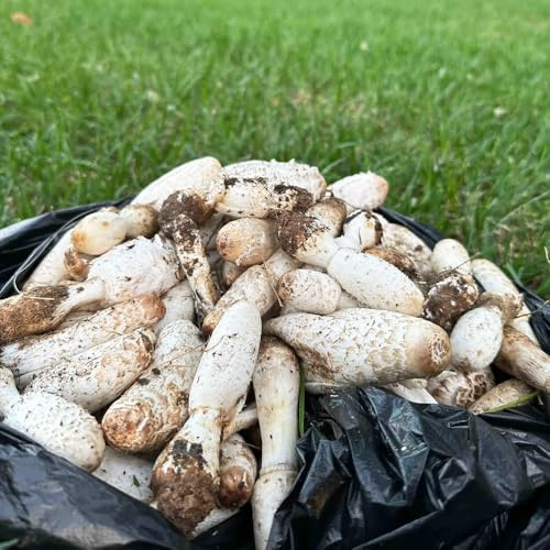 ChampignonsSamen，pilzzucht，gartenwinterhart mehrjährig zimmer，winterhart draußen winterhartefür garten winterharte kübelhochbeete für 50pcs