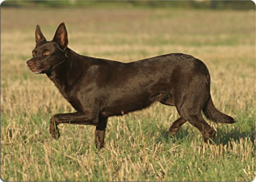+++ Australian KELPIE - SCHNEIDEBRETT Dekoteller Glasbrett Dekoglas - AKE 01