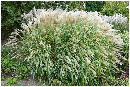 Stauden Gänge 3 x Miscanthus sinensis 'Adagio' Zwerg winterhart | Mittelhohes Ziergras für Sonne, Blüte August bis Oktober, mehrjährig, 1 L Topf (11x11 cm)