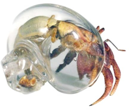 Coquilles Transparentes d'ermite, Maison d'ermite | Coquilles de Rechange en Escargot, décorations d'aquarium, Fournitures d'ermite, décoration de Plage, Art