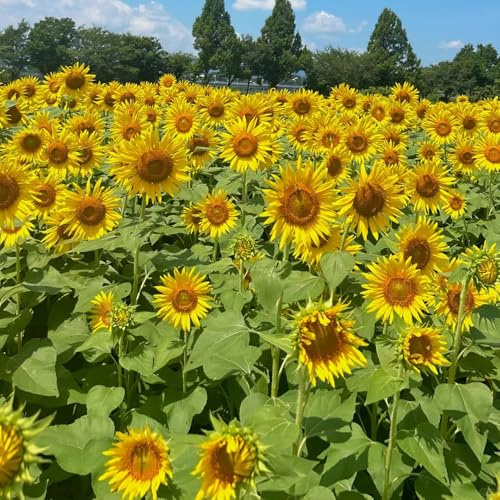 girasoles perennes resistentes, de larga perennes resistentes para pleno sol semillas de semillas girasol girasol jardín que aman la sombra, 300pcs