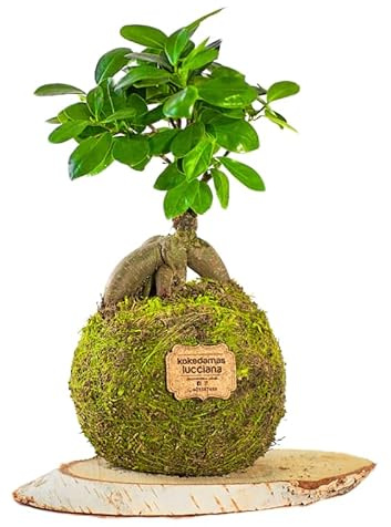 Kokedamas Lucciana Ficus Ginseng Mediano - Kokedama Interior | Bola de Musgo Vivo | Planta Natural | Planta Interior o Planta Exterior | Decoración Hogar | Fácil Cuidado y Mantenimiento
