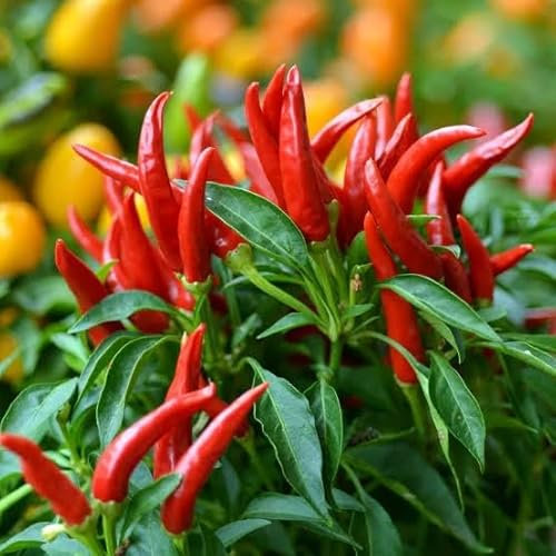 Piri Piri Chili Pepper Seeds - Grow Tabasco Birds Eye Chillies Quality Chilli Heirloom Seed