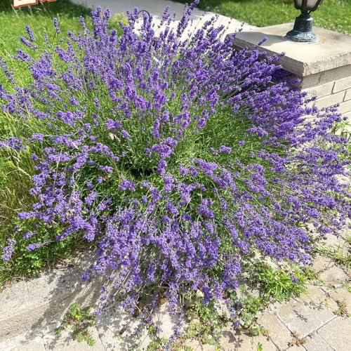 semi di lavanda decorazione estate decorazione balconi balcone 400pcs