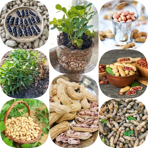 Erdnuss - garten gartenkräuter gemüsepflanzen alte sorten balkongarten gewächshaus balkon steingartenpflanzen winterhart gemüsesamen alte gemüsesorten seltene stauden winterhart 20Samen