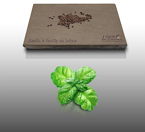 100 graines d'Aromatiques à semer - Le Grenier d'Abondance - BASILIC à Feuille de Laitue - Ocimum basilicum purpurascens