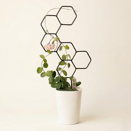 Leaflo Honey Rankhilfe für Zimmerpflanzen klein 39 cm | Metall - Pflanzenstütze - Rankgitter - Blumengitter | Innenraum Dekoration | Für Pflanzenliebhaber