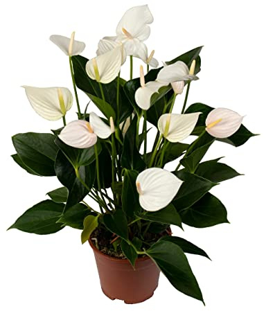 DECOALIVE Planta con Flores Blancas Anthurium Planta Natural