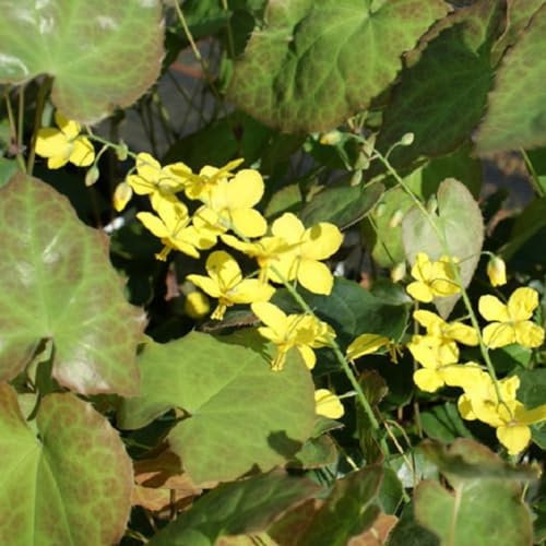 6 x Elfenblume Frohnleiten - Epimedium Perralderianum 'Frohnleiten' Topf 9x9cm: Gelbe Blüten, anspruchslos, pflegeleicht, für den Steingarten.