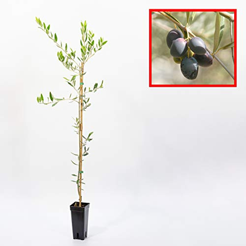 Olivo Picual - Plantón de 1 metro - Ideal para Elaborar Aceite de Oliva Virgen Extra - Planta Viva (1 unidad)
