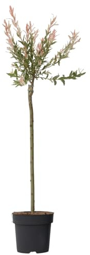 Plant in a Box - Saule crevette - Salix integra 'Flamingo' - Hauteur 90-110cm - Pot 19cm - Plante de jardin - Résistante au froid