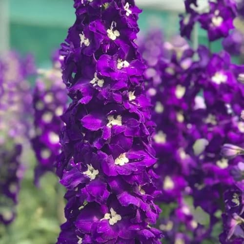 Semillas resistentes de la delphinium, balcón de delphinium perenne resistente que cubre el suelo, 220pcs