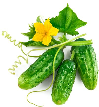 adrium Acryl-Bild 70 x 70 cm: Frische grüne Gurke mit Blatt und Blume natürliches Gemüse Bio-Lebensmittel isoliert auf weißem Hintergrund(71880440)