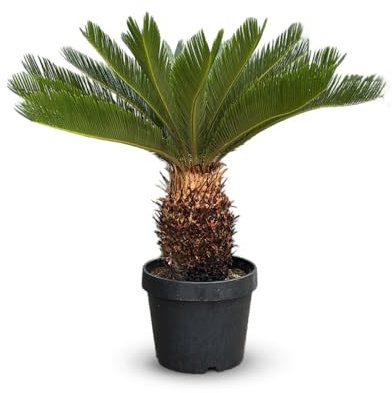 Cycas revoluta - palmier - stip 25 cm - 80-90 cm - ⌀ 30 cm - plante d'extérieur
