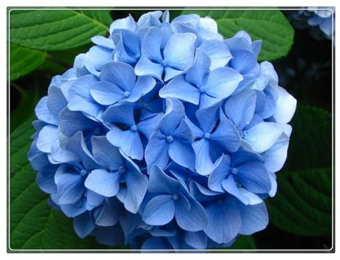 Hydrangea Bulbs UK,Potted-Plants-Rhizome,Hydrangea Plants for Garden,Excellent Display-5bulbs-A