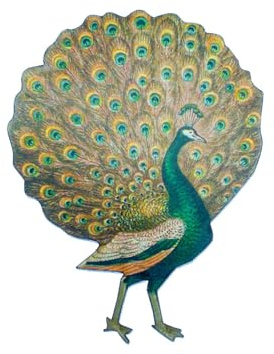 Miniblings Pfau Brosche Pfauenbrosche Vogel Holz gelasert 70mm | Für Revers, Jacke oder Tasche, aus Berlin, auch als Mitbringsel geeignet