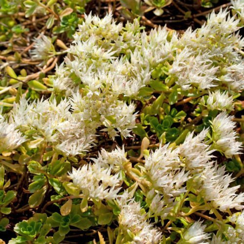 tapis blanc de sedum 157 graines inhabituelles fleurs blanches, un must have