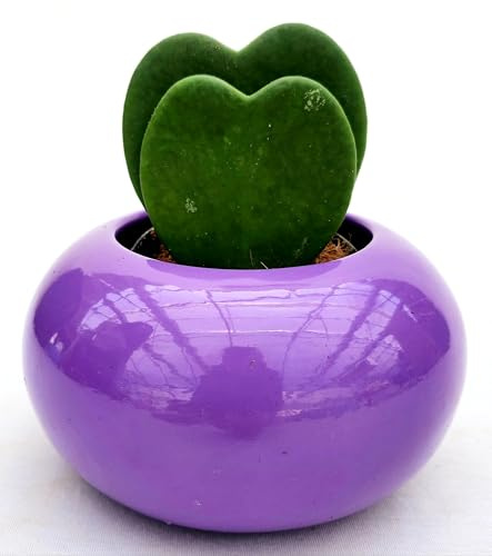 POWERS TO FLOWER - HOYA CUORE KERRII DOPPIA, IN VASO CERAMICA SFERICO VIOLA, pianta vera