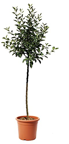 KENTIS - Melo - Malus Domestica - Piante da Frutto da Giardino - Pianta Vera da Esterno - Vaso da Coltura Ø 28 cm