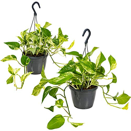 Bloomique - 2er-Set - Scindapsus Marble Queen - Efeutute - Hängepflanze - Auch geeignet als Kletterpflanze - Zimmerpflanzen - Luftreinigend - Pflegeleicht - 20-30 cm Hoch - Topf 15 cm