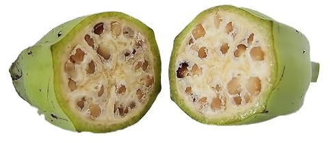 Winterharte Fruchtbanane -musa balbisiana- 10 Samen