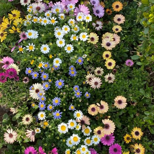 semi di margherita - esterni resistenti perenni decorazione giardino 2000pcs