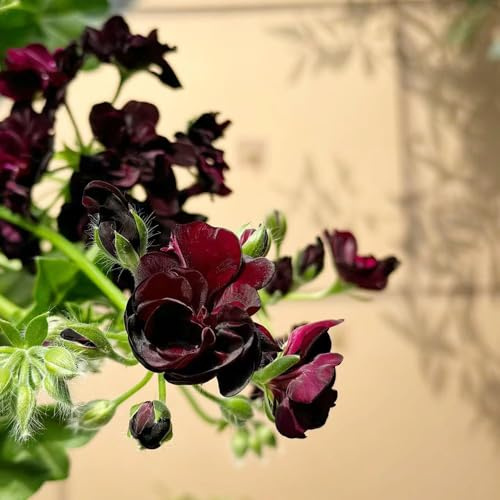 100samen geranien - bodendecker winterhart mehrjährig frühlingsblumen blumensaat bienen wiese balkon pflanzendeko garten