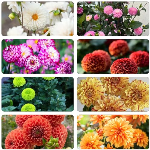 dalia semi balcón jardín silvestres balcón perennes resistente semi silvestres 600pcs