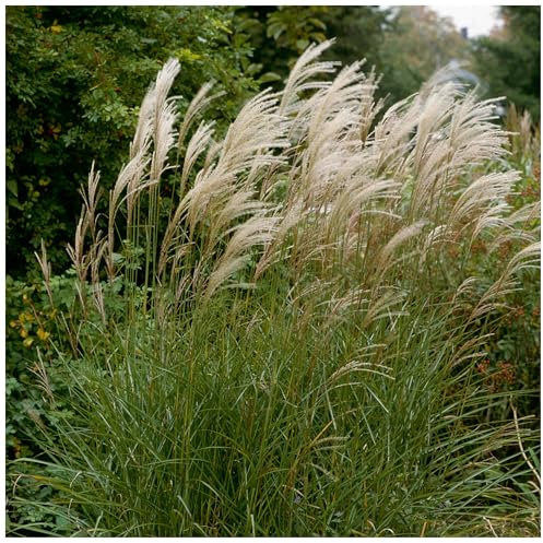 1 x Miscanthus sinensis 'Graziella' im 1 Liter Topf (Ziergras/Gräser/Winterhart/Mehrjährig/Staude) Chinaschilf - Eine elegante Wahl für strukturstarke Akzente - von Stauden Gänge