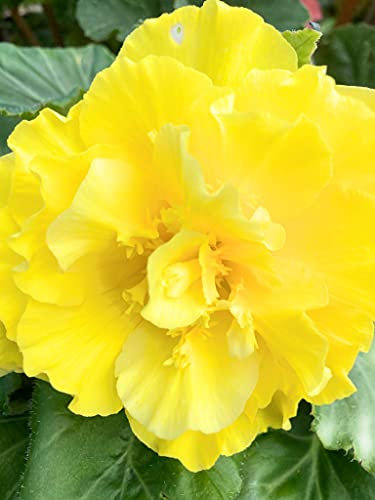 6 x Hardy Begonia grandiflora Yellow (Corms to Plant Yourself) Free UK Postage